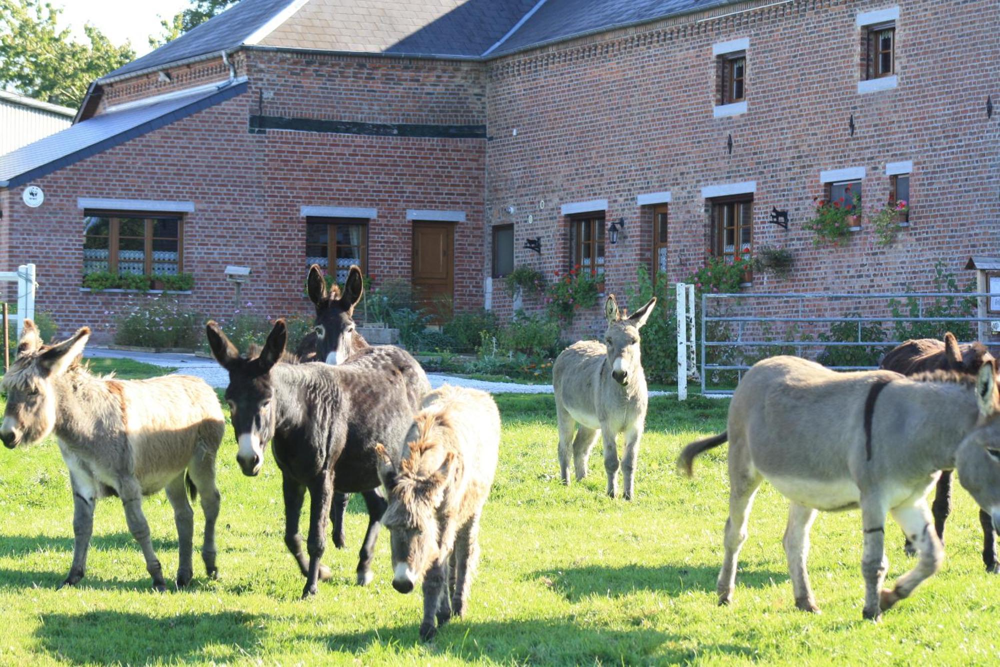 Bed and Breakfast Les Mout'Anes Saint-Hilaire-sur-Helpe Zewnętrze zdjęcie